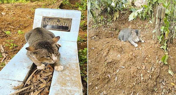 Heartbroken Cat Has Spent 1 Year By Her Dᴇᴀᴅ Owner’s Grave
