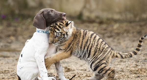 Tiger Cub Rᴇᴊᴇᴄᴛᴇᴅ By Its Mother Finds A Best Friend In A Puppy