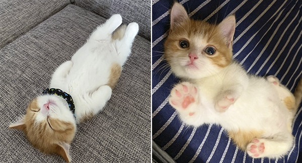 Meet Chata – The Adorable Munchkin Kitten That’s Going Viral On Instagram For His Hilarious Sleeping Habits (13 Pics)
