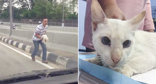 Man Rescues Stray Cat On Busy Highway