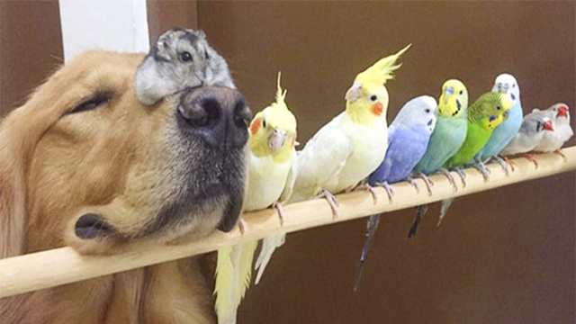 A Golden Retriever, A Hamster And 8 Birds Are Best Friends (14 Pics)