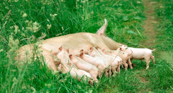 ᴘʀᴇɢɴᴀɴᴛ Pig ᴇsᴄᴀᴘᴇᴅ From Farm And Gɪᴠᴇs Bɪʀᴛʜ To 10 Piglets In Woods