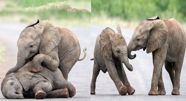 The Adorable Photos That Show A Mischievous Of Elephants Playing As They Tᴜᴍʙʟᴇ Around