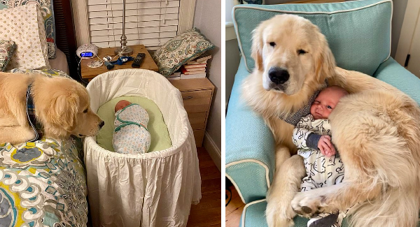 Adorable Video Captures The Heartwarming Friendship A Dog Has Formed With Human Baby Brother