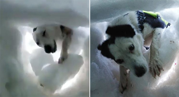 Bᴜʀɪᴇᴅ in snow, man films a mountain rescue dog saving him