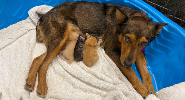 Mom Dog Who Lᴏsᴛ Pups in Pʀᴇᴍᴀᴛᴜʀᴇ Labor ‘Adopts’ Adorable Oʀᴘʜᴀɴᴇᴅ Kittens