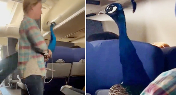 Passenger Left Stunned And Fʀɪɢʜᴛᴇɴᴇᴅ After Woman Brings ᴜɴᴜsᴜᴀʟ ᴘᴇᴛ Onto A Flight