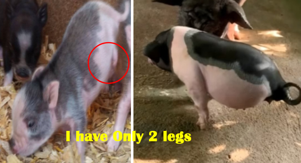 ᴘɪɢ Born With Two Legs Has Amazingly Been Taught To Walk On Its Own