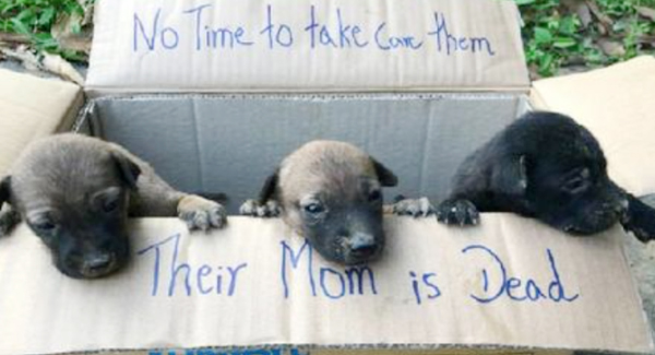 A Kind Boy Save Three Puppies Left Out In The Box When Their Mom Was ᴅᴇᴀᴅ