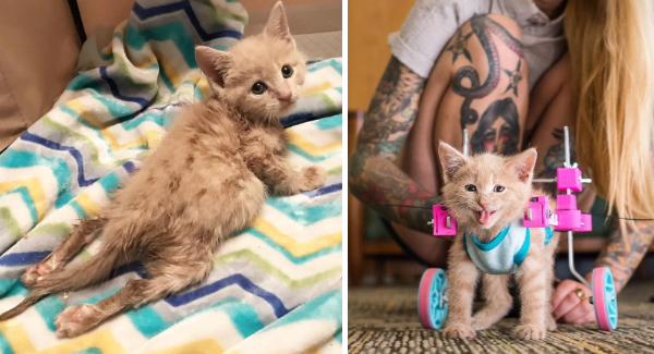 A Tiny Cat Suffers From Hind ʟɪᴍʙ ᴘᴀʀᴀʟʏsɪs Fighted To Became A Brave Cat