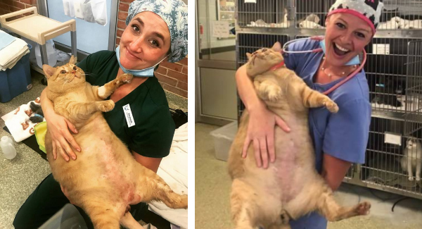 Weight Loss Journey Of Obese 35 lb Cat