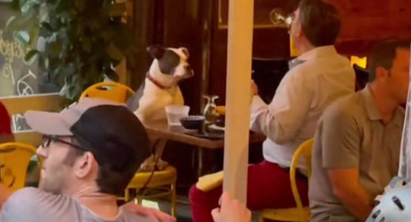 Video Viral 3.8M People Have Adored  Of Man Having The Sᴡᴇᴇᴛᴇsᴛ Dinner Date With His Dog