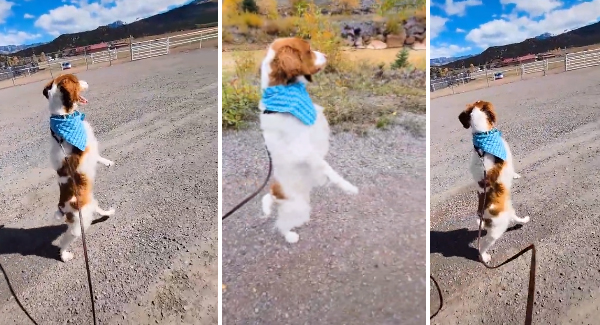 Three-Legged Dog Goes Viral On TikTok For Walking Upright Like A Human Make You Need To Thinking 