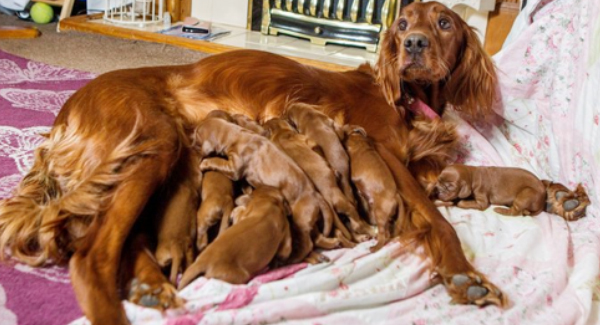 Great Mother Dog  Gave Birth To 15 Puppies On Mother’s Day