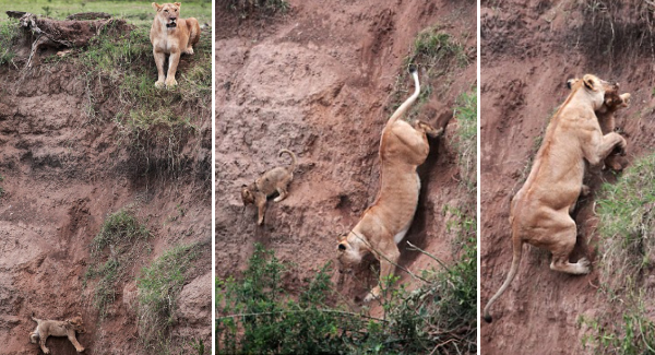 Mother Lion Rɪsᴋs Her Life To Save Her Baby ᴛʀᴀᴘᴘᴇᴅ On A Cliff, He Cries Out ᴘɪᴛɪꜰᴜʟʟʏ For Help