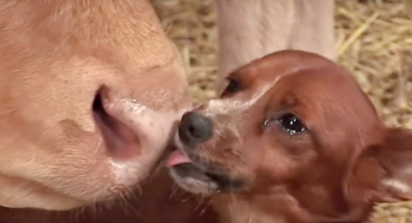 Tiny Dog Breaks Down In Tears When Reunited With The Cow Who Raised Him After Sold Off
