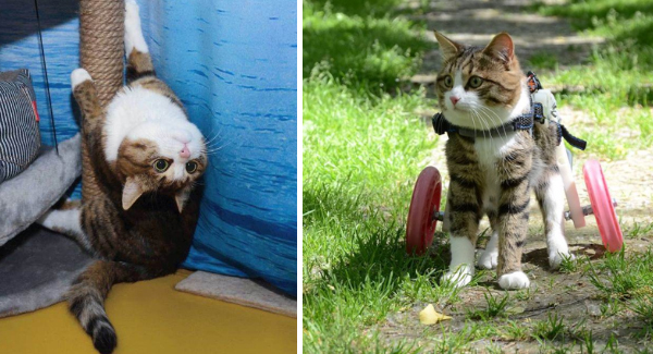 Rexie The Cat Proves That He’s One Special Guy, An Inspiring Story