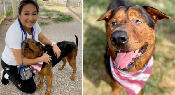 Sad Senior Shelter Dog Gets Adopted Moments Before He Was Set To Be Euthanized