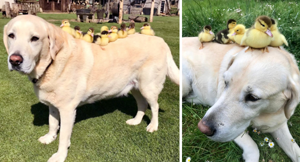 Fred The Dogfather Adopts fifteen Orphaned Ducklings After Mother Duck Suddenly Disappears