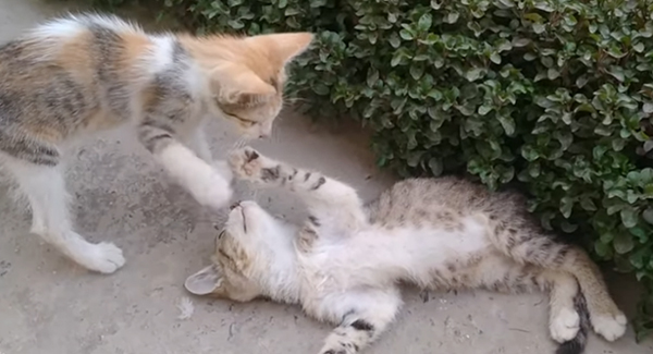 Kittens Learn How To Live A Happy Life After Losing Their Moms, Overcame the P.a.i.n