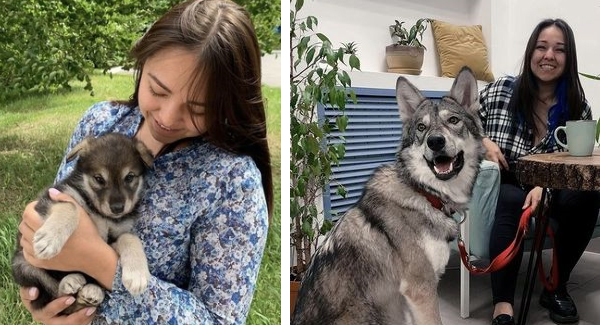 Woman Adopts Wᴏʟꜰ Instead Of Dog Claiming
