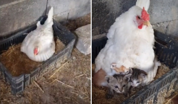 Sweet Motherhood Between Mother Hen And Kittens