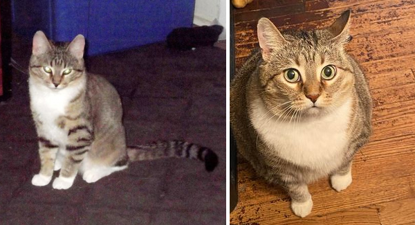 Unbelievable Lost Cat Returns Home After Being Missing For 9 Yeɑrs