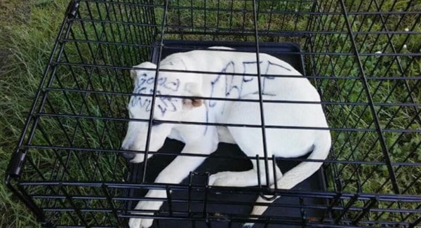 A Dog Abandoned Inside A Locked Wire Cage In Park With Saddest Message Written On Her Body