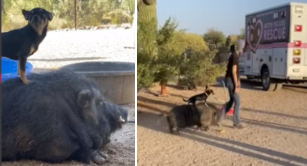 A Pig Gives Little Dog Rides To Go Everywhere