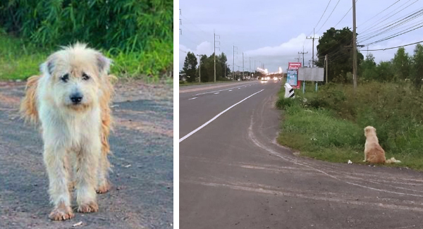Dog Waits 4 Years In The Same Spot Until He Gets Reunited With Owners Who ʟᴏsᴛ Him