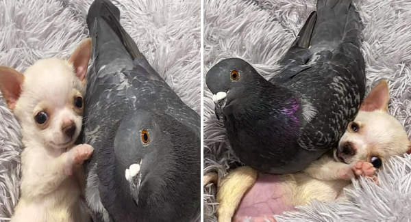 Pigeon That ᴄᴀɴ’ᴛ Fly Forms Inseparable Bond With Adorable Chihuahua That ᴄᴀɴ’ᴛ Walk