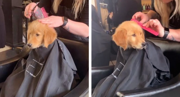 Puppy Goes To Hair Salon With Mom And Sits For A Haircut Just Like A Human