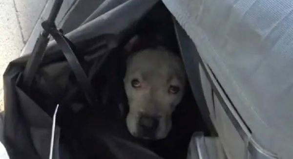 Fireworks Made Pitbull To Escape From Home Finally Gets Rejoined With His Family