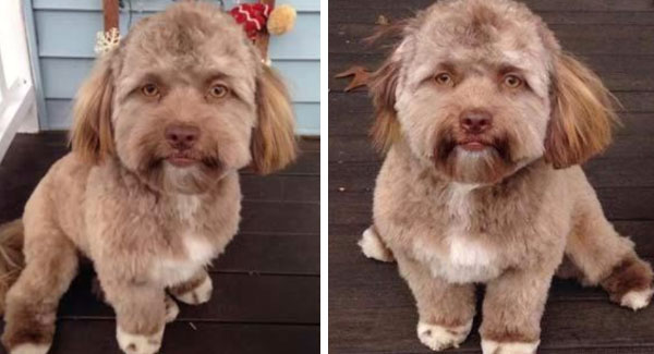 Meet Yogi, The Dog With A ʜᴜᴍᴀɴ ꜰᴀᴄᴇ Is ꜰʀᴇᴀᴋɪɴɢ Out The Internet