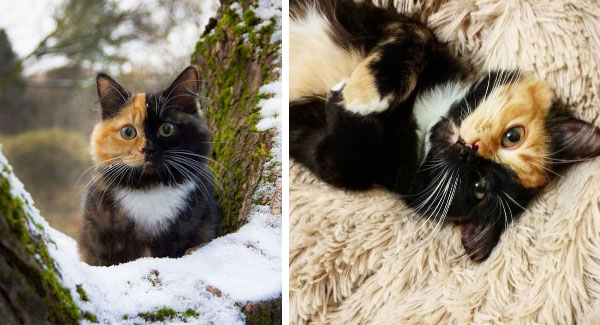 Meet Yana, The Adorable Two-Faced Cat The Internet