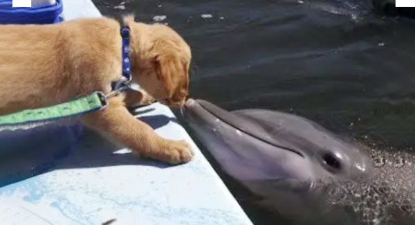 Adorable Photos Dolphin Waits For A Cute Doggy Kiss From His Golden Retriever Friend