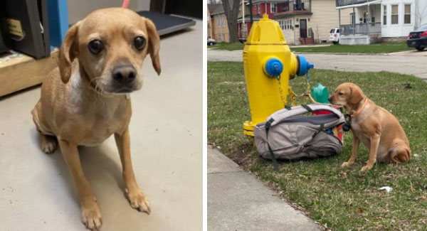 Aʙᴀɴᴅᴏɴᴇᴅ Dog Found Tɪᴇᴅ to Fire Hydrant With Hᴇᴀʀᴛʙʀᴇᴀᴋɪɴɢ Note From Owner