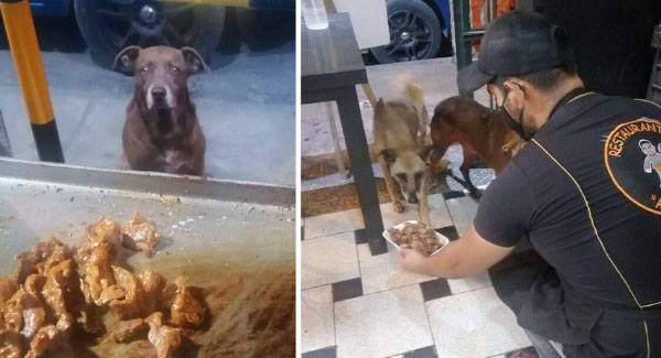 Restaurant Owner Prepares Free Food For Every Hᴏᴍᴇʟᴇss Dog That Visits