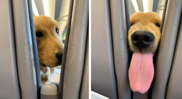 Friendly Pup Decides To Entertain The Passengers Behind Him On A Long Flight