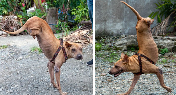 Dog Born Wɪᴛʜᴏᴜᴛ Back Legs Has Learned To Balance On Front Legs Thanks To Her Kind Owner