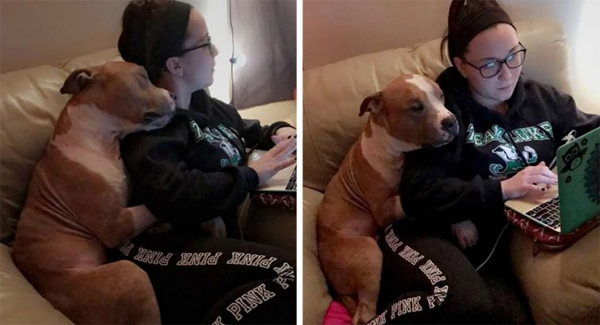 Woman Adopts Sad Pitbull From Sʜᴇʟᴛᴇʀ, And He’s So Grateful He Can’t Stop Hugging Her