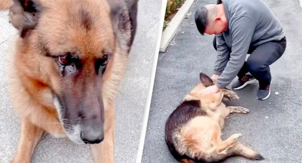 Fᴏʀᴍᴇʀ Pᴏʟɪᴄᴇ Dog Cries After Reuniting With Former Partner She Hasn’t Seen For Years
