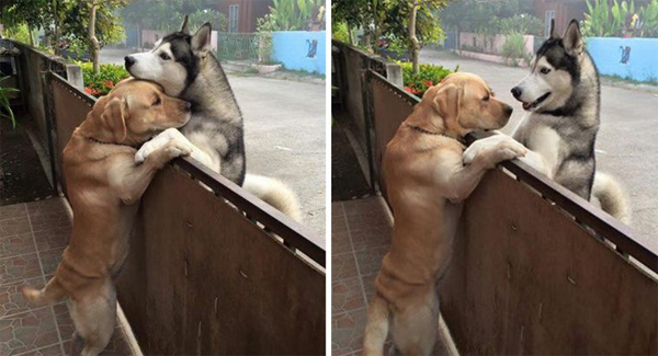 Lᴏɴᴇʟʏ Dog Esᴄᴀᴘᴇs Yard To Get A Hug From His Best Friend