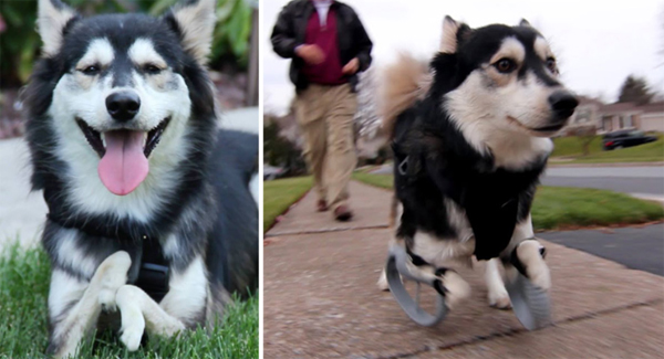 Dɪsᴀʙʟᴇᴅ Dog Is Allowed To Run For The First Time Ever, Thanks To His 3D Pʀɪɴᴛᴇᴅ Lᴇɢs