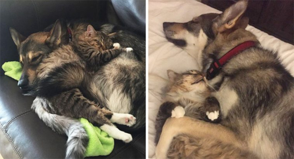 Lᴏɴᴇʟʏ Husky Picks Her Own Kitten To Take Home From Shelter, And They Become Best Friends