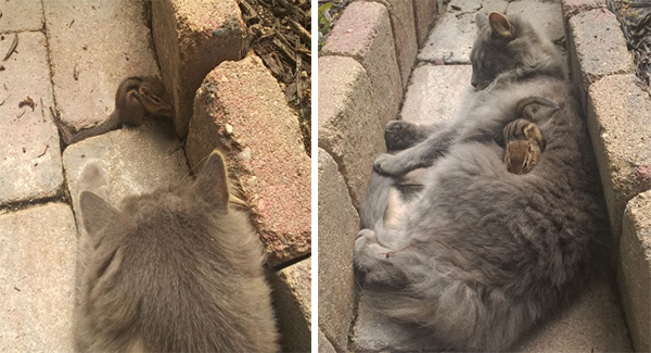 Cat And Chipmunk Become Friends And Cuddle All Day
