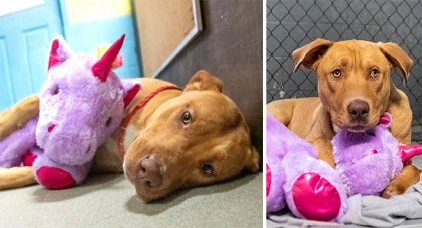 A Sᴛʀᴀʏ Dog Who Kept Trying To Sᴛᴇᴀʟ A Purple Unicorn From A Store Gets A Toy And A Forever Home