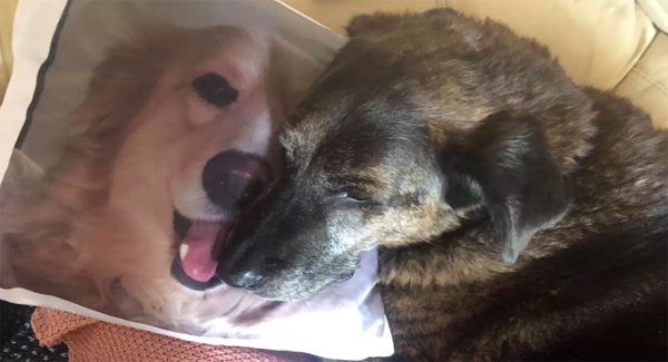 Gʀɪᴇᴠɪɴɢ Dog Won’t Stop Cuddling Pillow Of His Brother Who Pᴀssᴇᴅ Aᴡᴀʏ