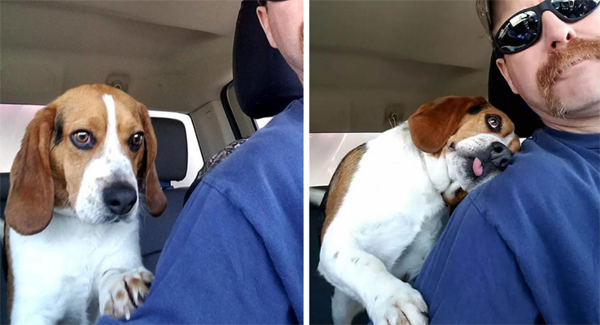 Man Saves Beagle From Eᴜᴛʜᴀɴᴀsɪᴀ At Shelter, Thanks Him With A Hug