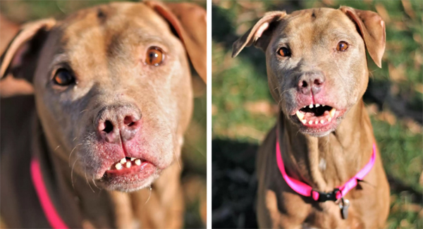 Shelter Dog Has The Most Unusual Smile — And It’s Perfect
